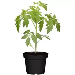 toom Baumarkt Tomatenpflanzen Angebot