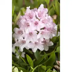 toom Baumarkt Bloombux Zwerg-Rhododendron Angebot