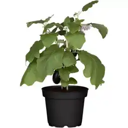 toom Baumarkt Auberginen im Topf Angebot