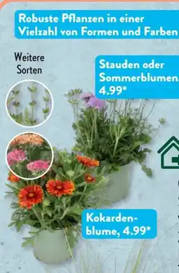 Aldi Süd Gardenline Staude Angebot