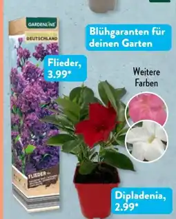 Aldi Süd Gardenline Gartenpflanzenmix Angebot