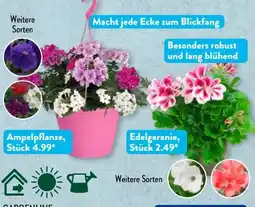 Aldi Süd Gardenline Ampelpflanze Angebot