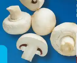 Aldi Süd Champignons Angebot