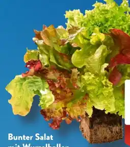 Aldi Süd Bunter Salat Angebot