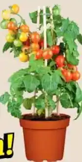 Wiglo Wunderland Balkon Tomaten Angebot