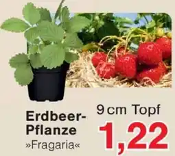 Wiglo Wunderland Erdbeer Pflanze Angebot