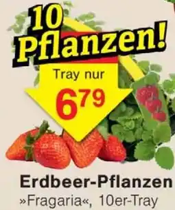 Wiglo Wunderland Erdbeer-Pflanzen Angebot