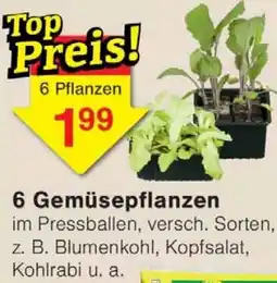 Wiglo Wunderland 6 Gemüsepflanzen Angebot