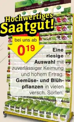 Wiglo Wunderland Eine riesige Auswahl Gemüse und Blühpflanzen Angebot