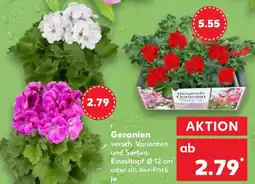 Kaufland Geranien Angebot