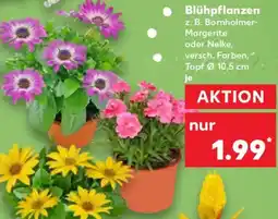 Kaufland Blühpflanzen Angebot