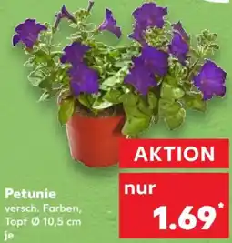 Kaufland Petunie Angebot