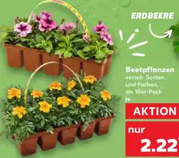 Kaufland Beetpflanzen Angebot