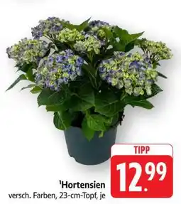 Edeka Hortensien Angebot