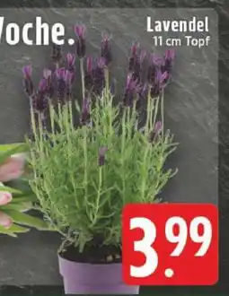 Edeka Lavendel Angebot