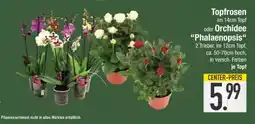 Edeka Topfrosen oder Orchidee 'Phalaenopsis' Angebot