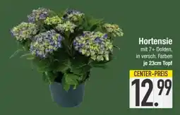 Edeka Hortensie Angebot