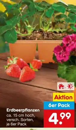 Netto Marken-Discount Erdbeeren-Pflanzen Angebot
