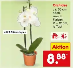 Netto Marken-Discount Orchideen Angebot