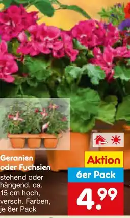 Netto Marken-Discount Geranien Angebot