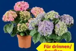Lidl Ballhortensie Angebot
