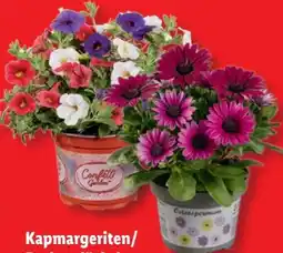 Lidl Kapmargerite Angebot