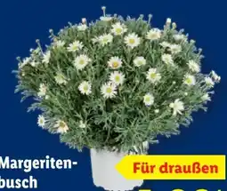 Lidl Margeritenbusch Angebot