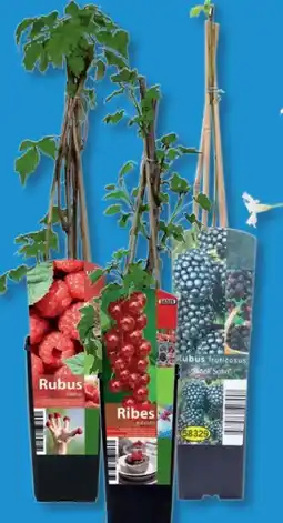 Lidl Beerenstrauch Angebot