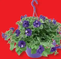 Lidl Petunien Ampeln Angebot