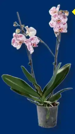 Lidl Schmetterlingsorchideen Angebot