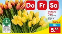 Netto Marken-Discount Großbund Tulpen XXL Angebot