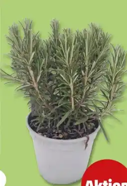 PENNY Kräuter Angebot