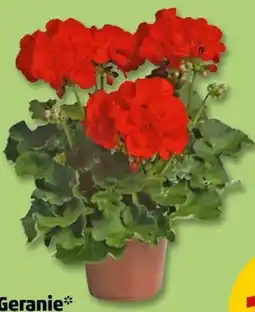 PENNY Geranien Angebot