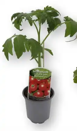 Edeka Gemüsepflanzen Angebot