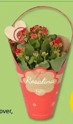 PENNY Kalanchoe Angebot