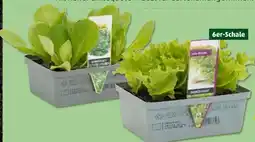 PENNY Gemüseschalen Angebot