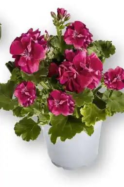 Edeka Geranien Steher Angebot