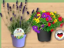 REWE Center Zauberglöckchen Angebot