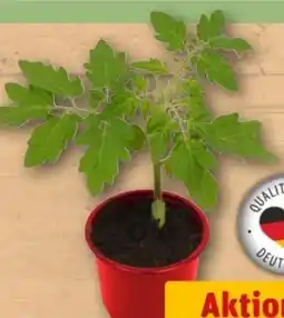 REWE Center Tomatenpflanzen Angebot