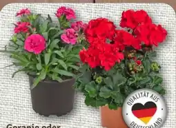 nahkauf Rewe Beste Wahl Geranie Angebot