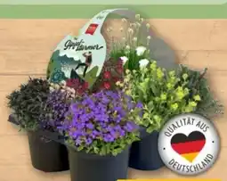 REWE Center Staudenmix Gipfelstürmer Angebot