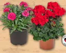 REWE Center Geranie Angebot