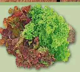 REWE Center Wurzelsalate Salattrio Angebot