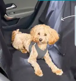 REWE Center ZooRoyal Auto-Schondecke Angebot