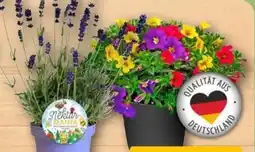 REWE Zauberglöckchen Angebot