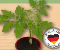 REWE Tomatenpflanzen Angebot