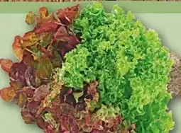 REWE Wurzelsalat Salattrio Angebot