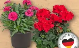 REWE Rewe Beste Wahl Geranie Angebot