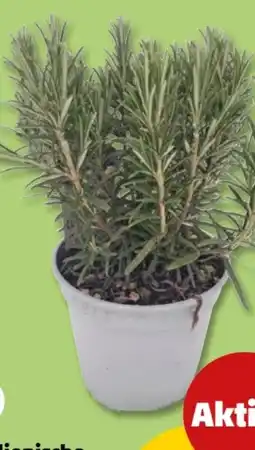 PENNY Italienische Kräuter Angebot