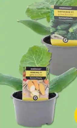 PENNY Gemüselust Zucchini Angebot